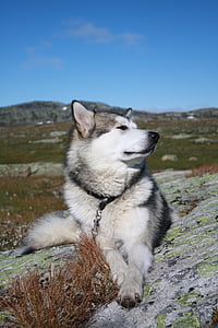 Alaszka malamute, hardangervidda hegyi-fennsík, túra, nap, kutyaszán