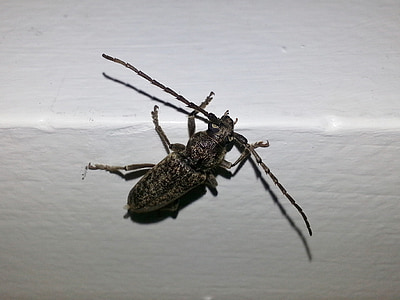 kumbang Longhorn, Penggerek Longhorn, kumbang, kumbang, serangga, bug, makro