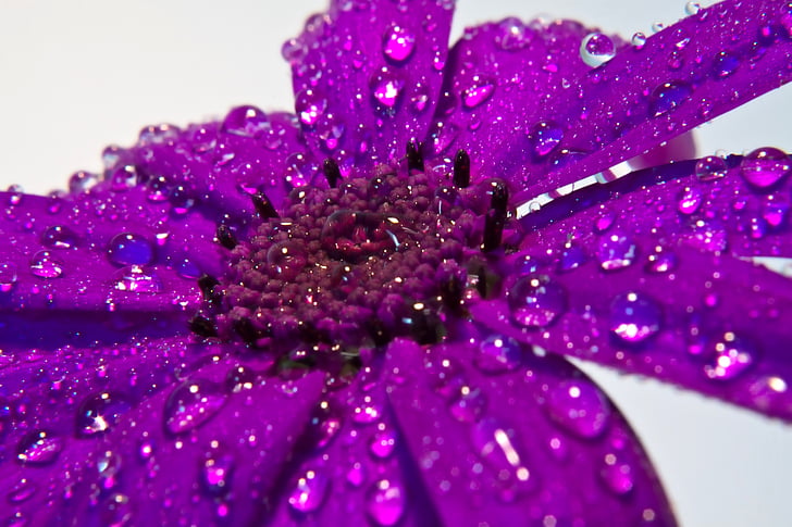 puķe, lietus, makro, detalizēti, Violeta, lietus lāse, zieds