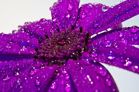 Blume, Regen, Makro, Detail, lila, Regentropfen, Blüte