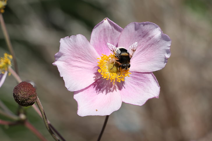 пчела, цвете, растителна, насекоми, Блосъм, Блум, затвори