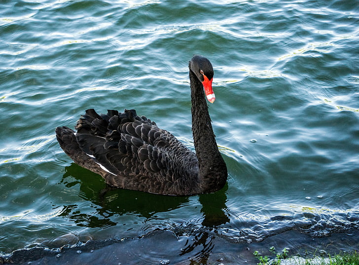 black swan, bird, portrait, water, wild, feather, wildlife