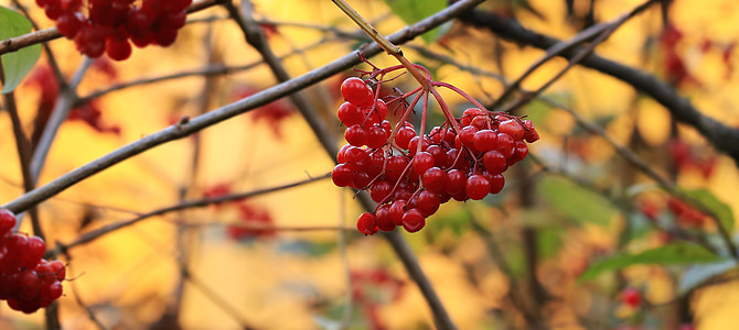 berries, bush, red, nature, plant, bitter, healthy
