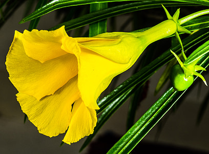 zieds, Bloom, puķe, dzeltena, valsts reģistra