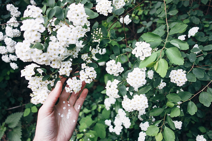 pinnapealne, fookus, foto, valge, lilled, Ilu, käsi