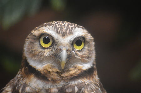 Owl, đầu, đôi mắt, Thiên nhiên, hoang dã, khuôn mặt, thợ săn