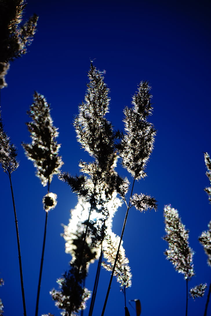 reed, phragmites australis, phragmites communis trin, licorice, poaceae, back light, sun