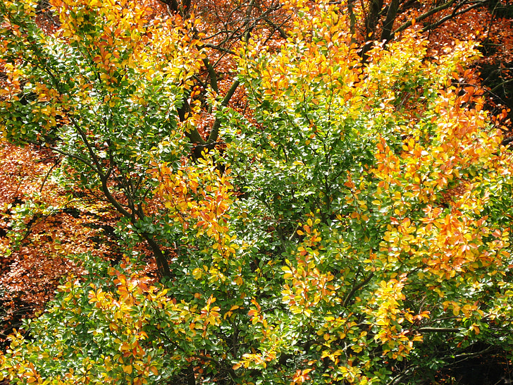 podzim, strom, listy, padajícího listí, Les, podzimní les, listnatý strom