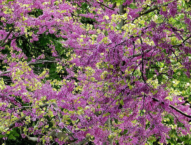 colors, primavera, blütenmeer, natura, flora, color rosa, arbre