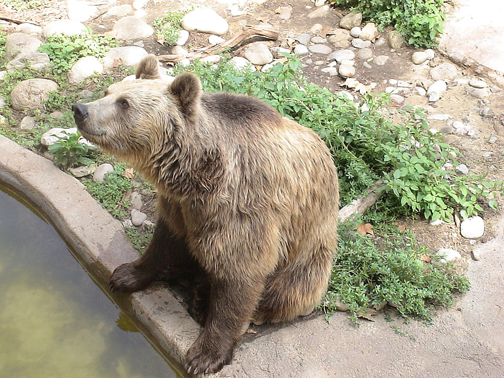 bear, brown bear, zoo, animal, animals