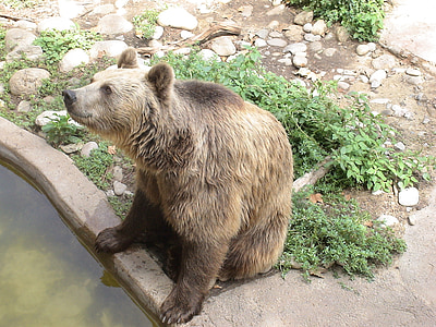 orso, Orso Bruno, Zoo di, animale, animali