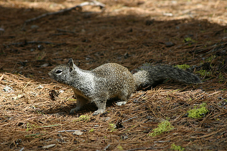 écureuil, animal, mignon, écureuil terrestre, Sweet, Forest, nature