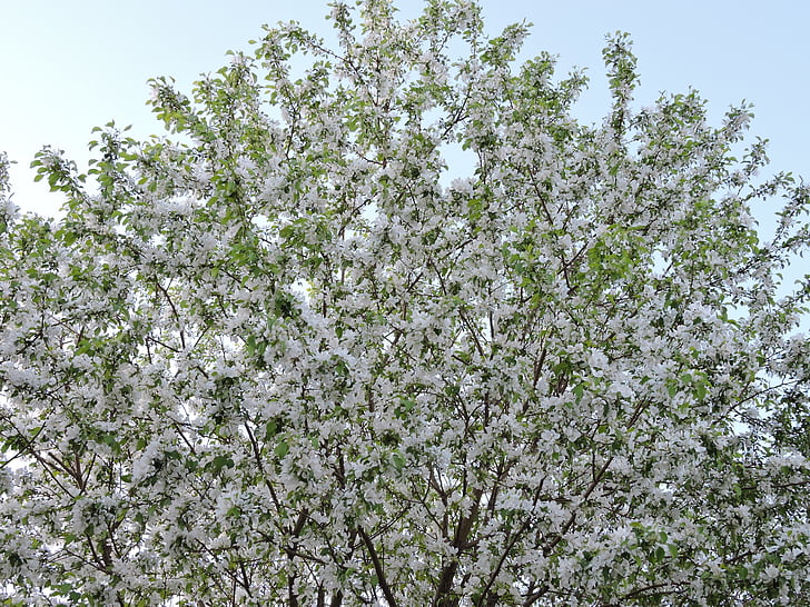 树, 朵朵, 春天, 绿色, 白色, 绽放, 开花