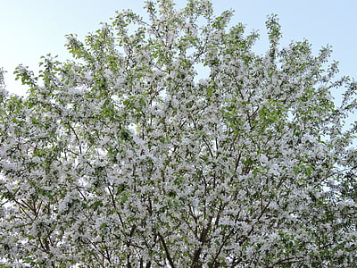 strom, rozkvět, jaro, zelená, bílá, kvetoucí, kvetoucí
