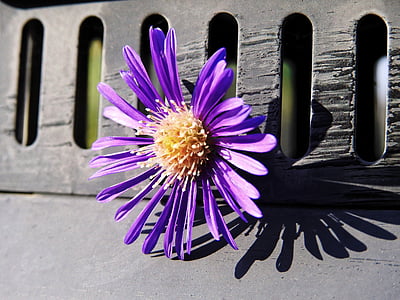 花, 开花, 绽放, 自然, 植物, 紫色, 紫色的小花