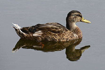 duck, water bird, pond, park, water, waterfowl, bird