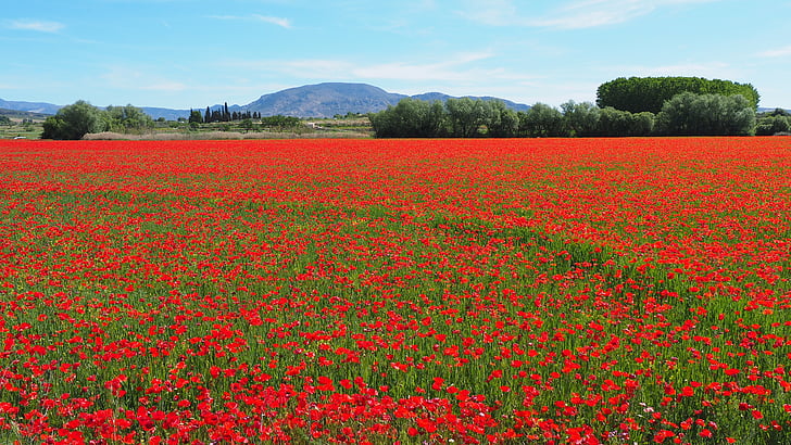 nature, field, poppies, red