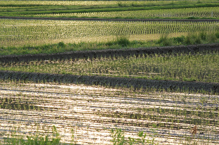 Yamada ryžių laukų, kaime, vakare vaizdas