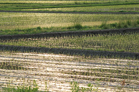 Ямада рисових полів, сільській місцевості, вечір, вид
