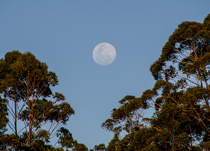 månen, himmelen, trær, blå, Australia
