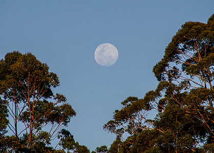 měsíc, obloha, stromy, modrá, Austrálie