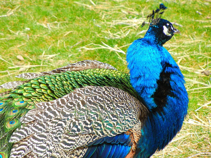 birds, peacock, zoo