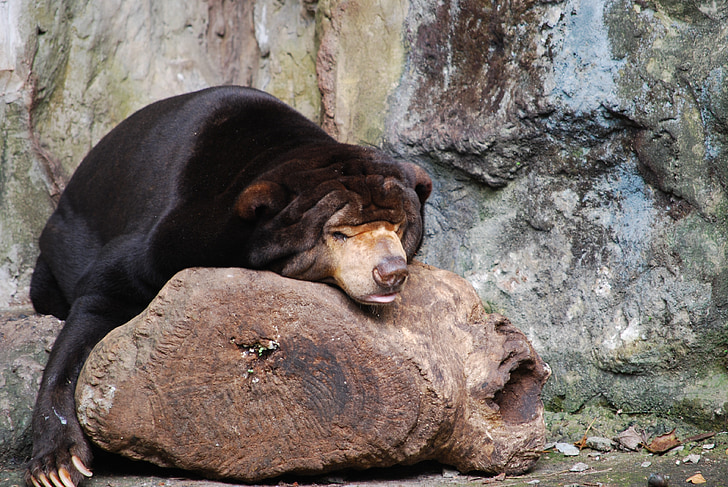 urso, jardim zoológico, dormindo, natureza, sono, aventura