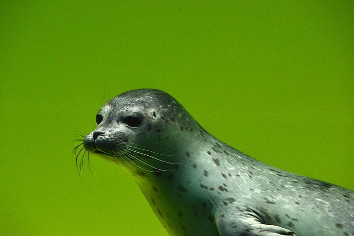 Seal, dyr, natur, national park, undervands, akvarium