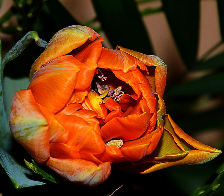 Tulip, õis, Bloom, oranž, Sulgege, kevadel