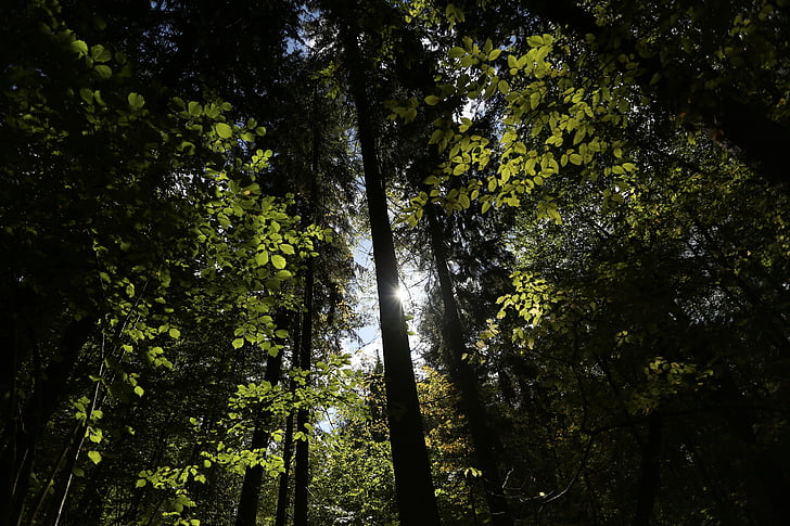 δάσος bialowieja, δάσος, Πολωνία, δέντρα, δέντρο, φύση, σε εξωτερικούς χώρους
