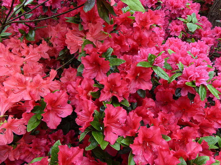Azalea Hoa, mùa xuân, Tổng thống Bush, nở hoa, cây bụi trang trí, đầy màu sắc, màu đỏ