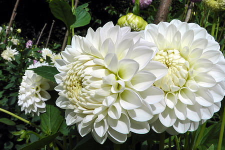 Dahlia, princesse, blanc, fleur, nature, été, plante