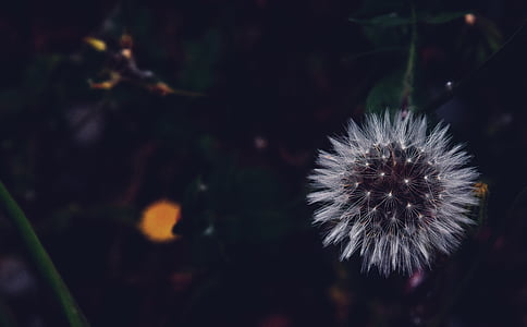 blur, közeli kép:, szín, pitypang, sötét, este, virág