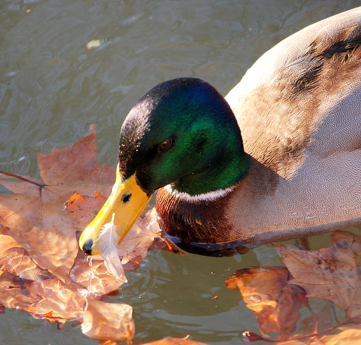 duck, water, animals