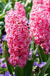 hyacinth, flora, pink, green, floral, flower, flowers