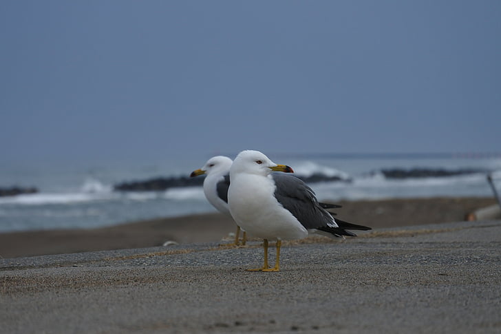 animal, mer, plage, promenade, Sea gull, Mouette, oiseaux de mer