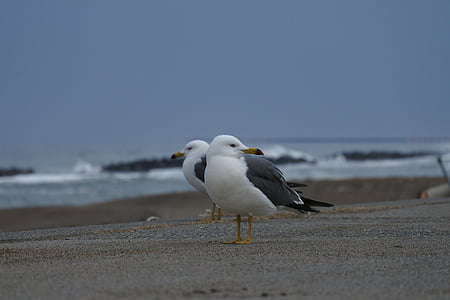 dyr, havet, Beach, promenaden, Sea gull, måge, havfugle