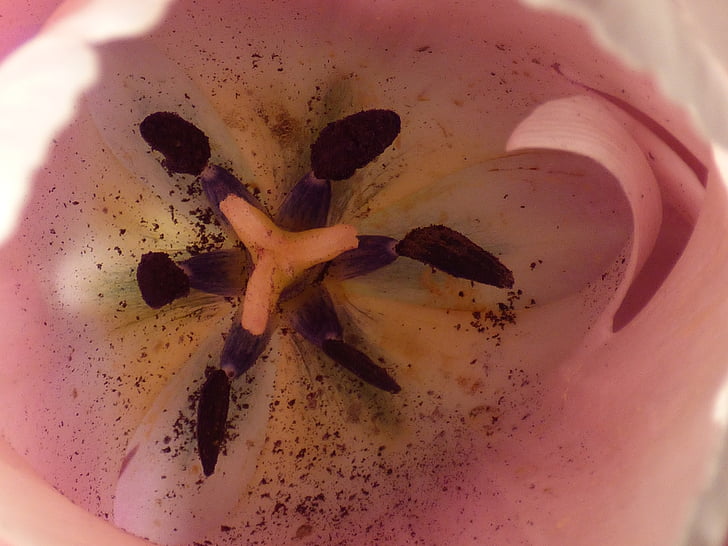 Tulip, merah muda, bunga, putik, serbuk sari, musim semi, detail