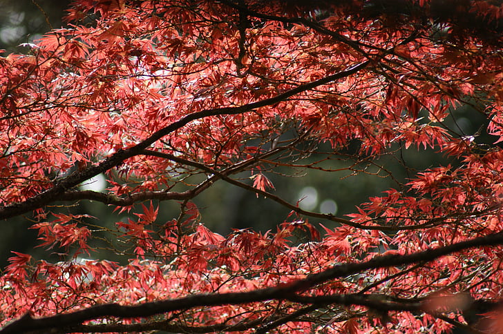 Maple tree, cây, mùa thu, Thiên nhiên, Maple, tán lá, lá