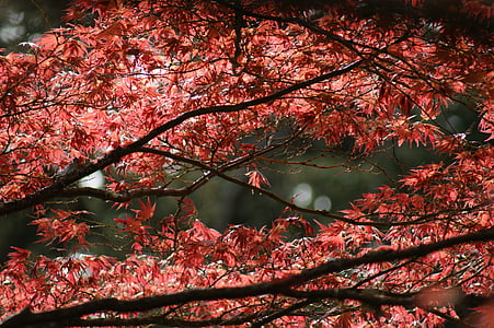 pohon Maple, pohon, musim gugur, alam, Maple, dedaunan, daun