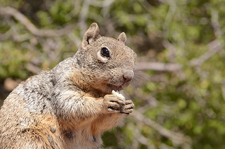 squirrel, mammal, wildlife, rodent, rock squirrel, spermophilus variegatus