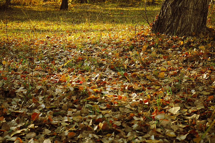 autumn, landscape, forest, trees, leaves, plants
