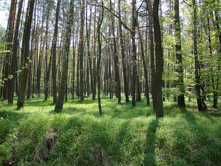 tree, forest, spring, nature, landscape, light, green