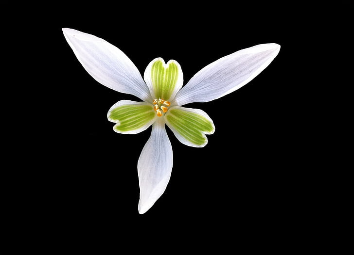 perce-neige, flower, heart, petal, corolla, black background, white color