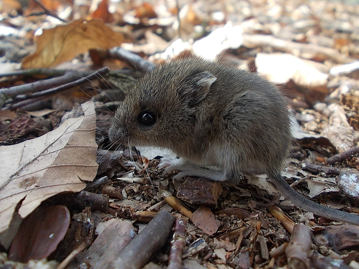 wood mouse, mouse, rodent, nager, beech leaves, spring, small