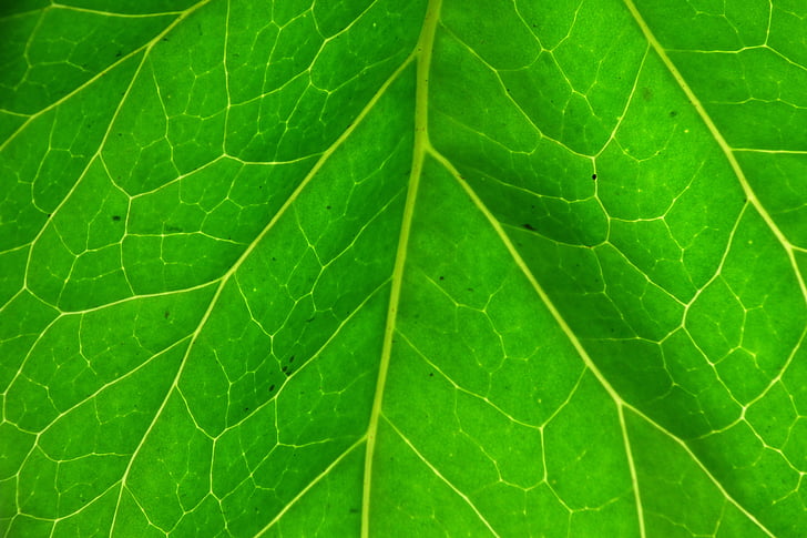 leaf, green leaf, plant, plant green, green, backlight, nature