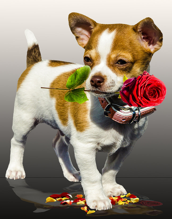 chien, Rose, anniversaire, carte de voeux, Excusez-moi, amour, message d’accueil
