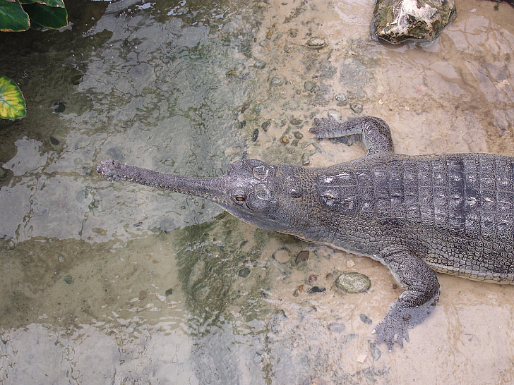 Krokodíl, vody, vzrušenie