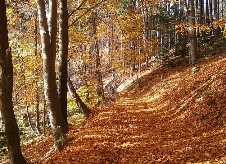 autumn, forest, leaves, fallen leaves, trees, path, deciduous tree
