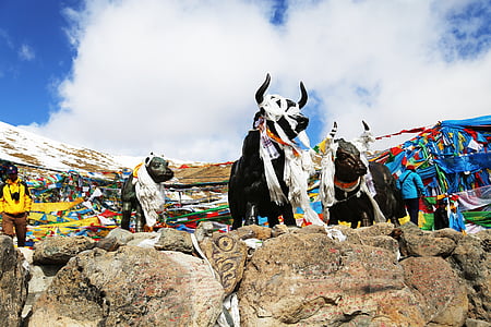 tibet, mila mountains, yakou, copper and yak, blue sky, white cloud, ben-hadad
